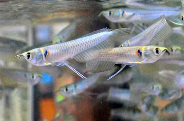 Silver  arowana