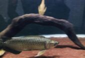 silver arowana