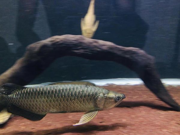 silver arowana