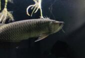 silver arowana