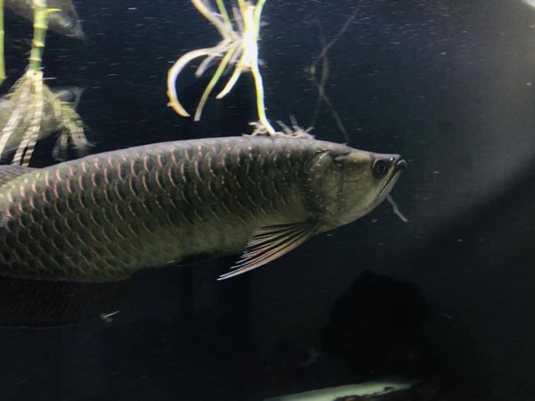 silver arowana