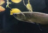 silver arowana