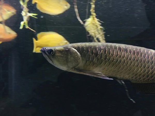 silver arowana