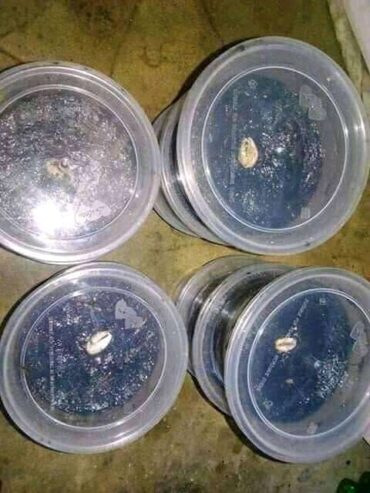 The best powerful spiritual herbalist in Nigeria +2348156950703