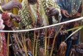 The Most Spiritual Powerful Herbalist In Nigeria